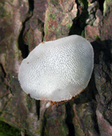 P. gelatinosum – A small 2-inch cap shows the fine teeth on the underside.